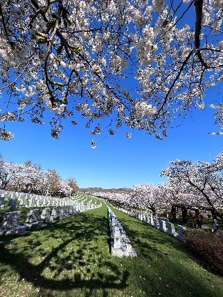 戸田記念墓地公園の桜